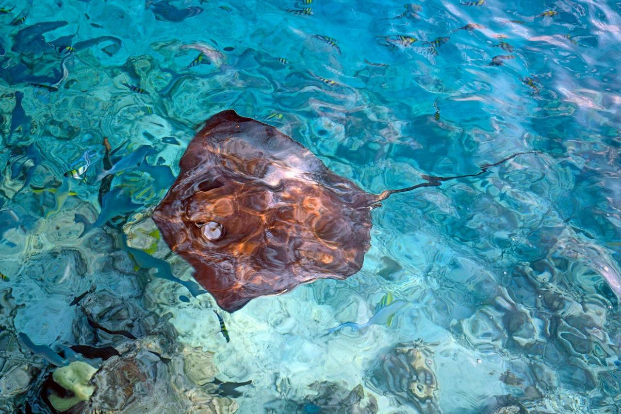Ocean Village Maldives Holhudhoo Buitenkant foto