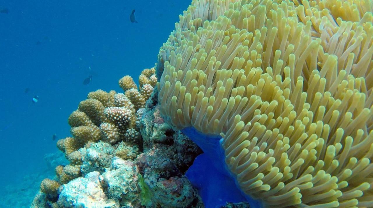 Ocean Village Maldives Holhudhoo Buitenkant foto