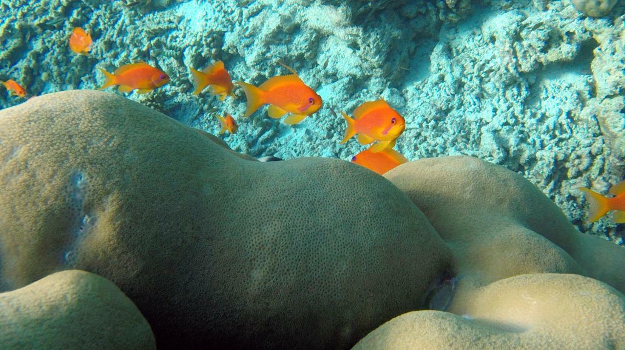 Ocean Village Maldives Holhudhoo Buitenkant foto