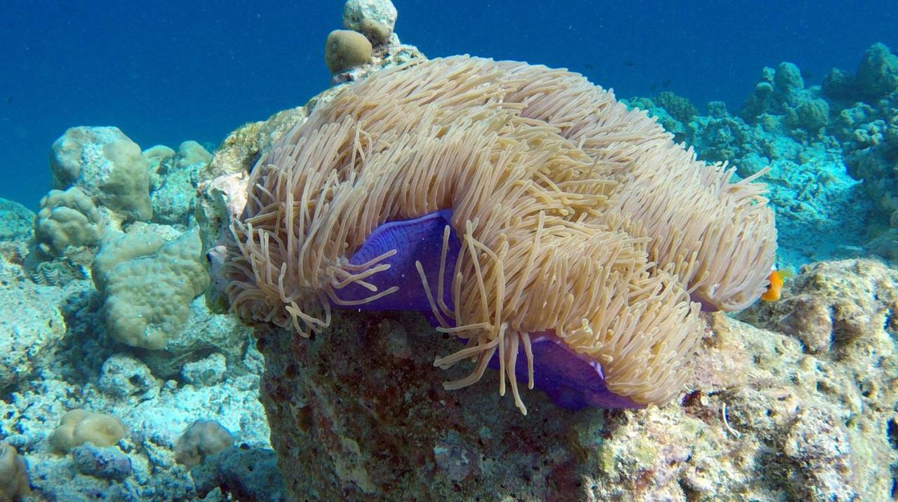 Ocean Village Maldives Holhudhoo Buitenkant foto