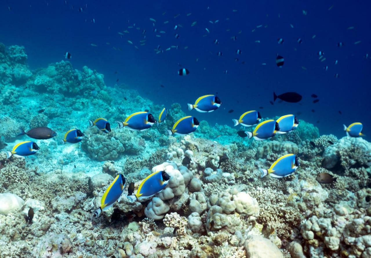 Ocean Village Maldives Holhudhoo Buitenkant foto